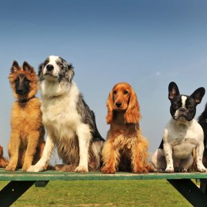 Is Housing Going to the Dogs? icon